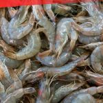 udang indonesia tidak terkontaminasi
