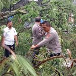 pohon tumbang di kota tasikmalaya