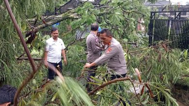pohon tumbang di kota tasikmalaya