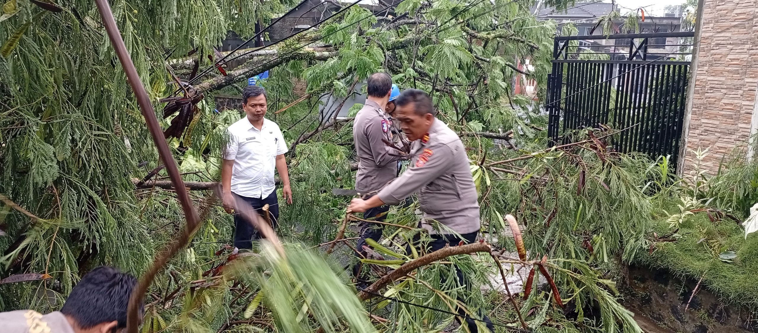 pohon tumbang di kota tasikmalaya
