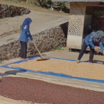 Kopi Bunar Tasikmalaya-astakona
