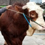 Sapi Kurban Raksasa Disembelih di Ciamis, Beratnya Capai 1 Ton