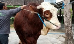 Sapi Kurban Raksasa Disembelih di Ciamis, Beratnya Capai 1 Ton