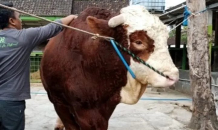 Sapi Kurban Raksasa Disembelih di Ciamis, Beratnya Capai 1 Ton