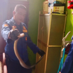 Damkar Ciamis Evakuasi Ular Koros 1,2 Meter dari Dapur Warga
