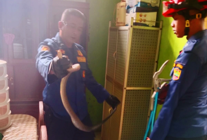 Damkar Ciamis Evakuasi Ular Koros 1,2 Meter dari Dapur Warga