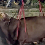 Drama Jelang Iduladha, Sapi Kurban 720 Kg Tercebur di Tasikmalaya