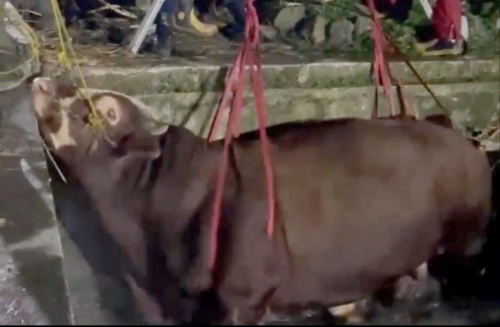 Drama Jelang Iduladha, Sapi Kurban 720 Kg Tercebur di Tasikmalaya