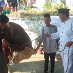 Sapi Kurban 1,4 Ton dari Presiden RI Disembelih di Tasikmalaya