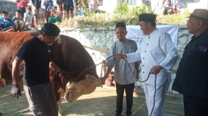 Sapi Kurban 1,4 Ton dari Presiden RI Disembelih di Tasikmalaya