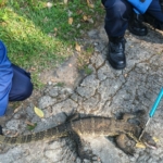 Evakuasi Biawak Ciamis, Reptil 60 Cm Masuk Dapur Warga