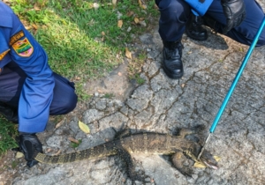 Evakuasi Biawak Ciamis, Reptil 60 Cm Masuk Dapur Warga