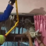 Evakuasi Kucing Tasikmalaya, Damkar Potong Tralis Demi Selamatkan Hewan