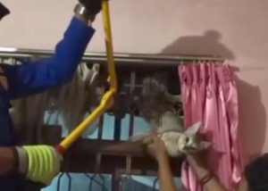 Evakuasi Kucing Tasikmalaya, Damkar Potong Tralis Demi Selamatkan Hewan