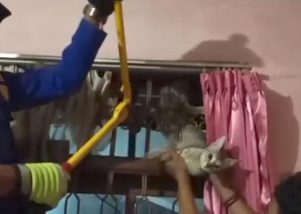 Evakuasi Kucing Tasikmalaya, Damkar Potong Tralis Demi Selamatkan Hewan