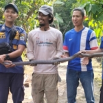 Ular Kobra 3 Meter Masuk Perumahan Banjar, Warga Panik Minta Bantuan Damkar