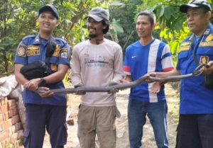 Ular Kobra 3 Meter Masuk Perumahan Banjar, Warga Panik Minta Bantuan Damkar