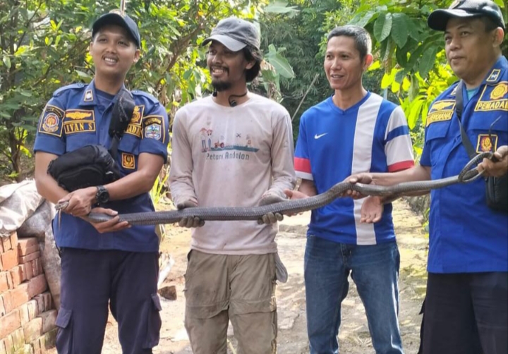 Ular Kobra 3 Meter Masuk Perumahan Banjar, Warga Panik Minta Bantuan Damkar