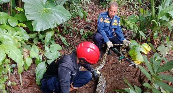 Ular Sanca di Ciamis Masuk Kandang Ayam, Damkar Evakuasi